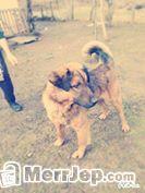 Qen-
