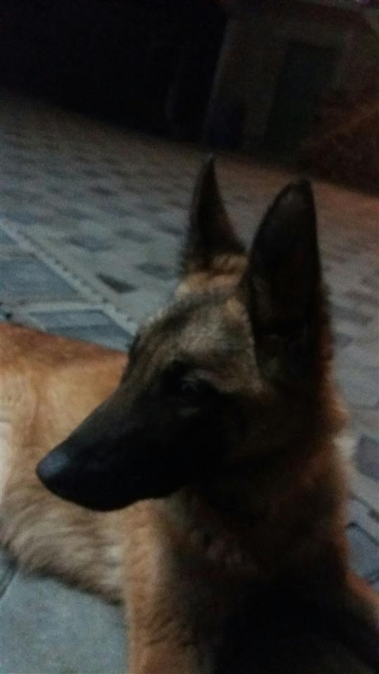 Malinois