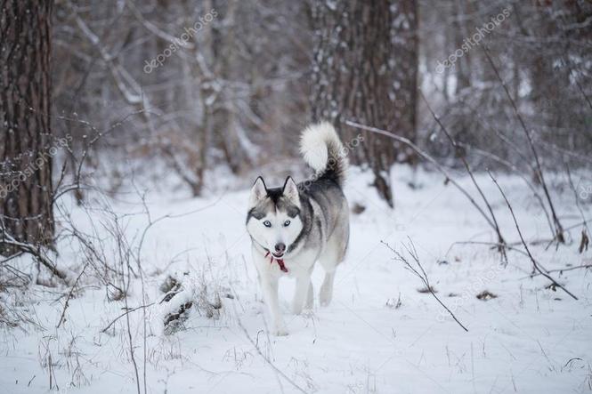  Blej Husky