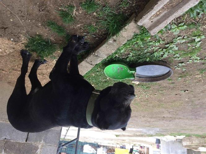 Cane corso