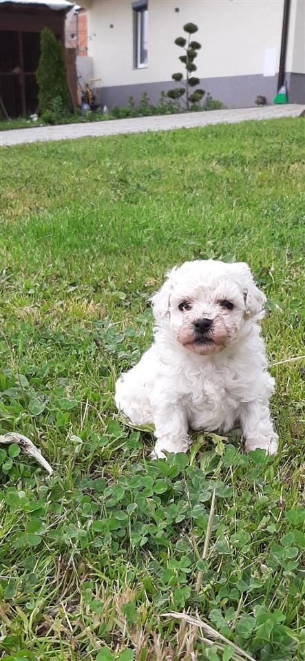 Bichon-