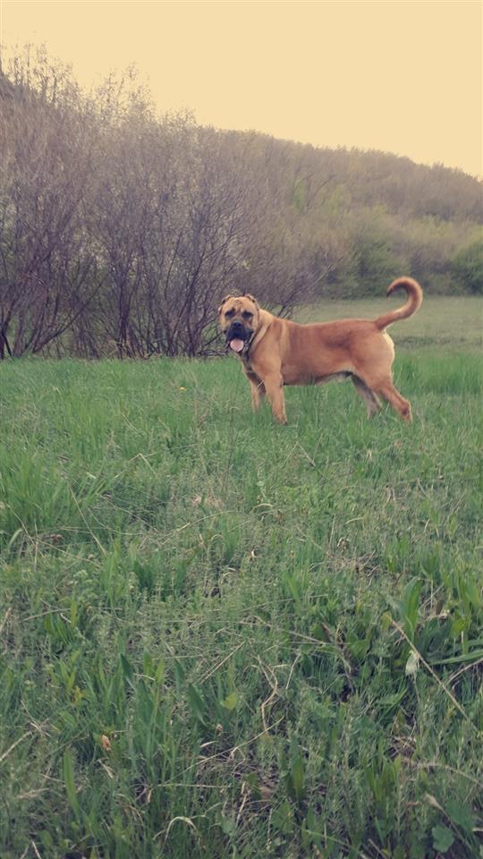 Cane-Corso