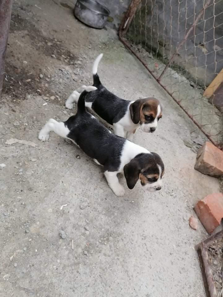 Beagle