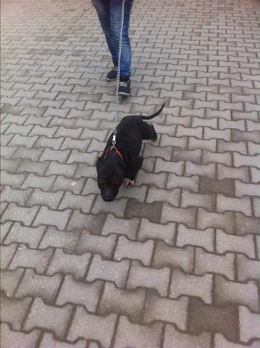 Pitbull 