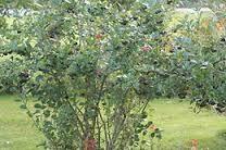 Aronia-fidane