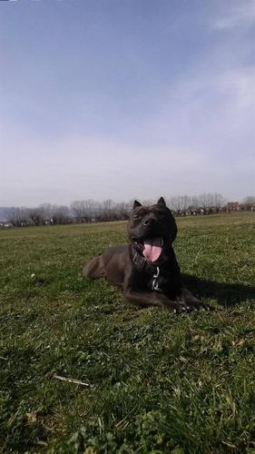 pitbull 
