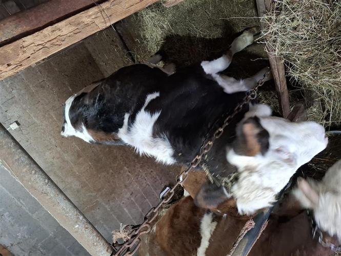 Mshtjerra