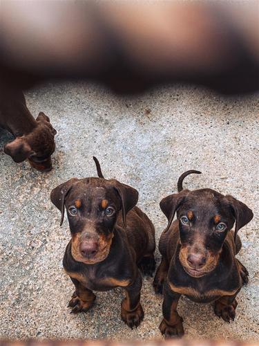 Doberman