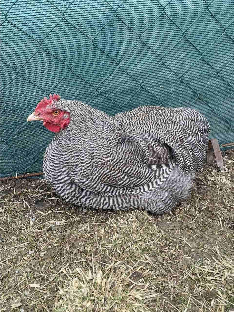 Shes-30knujs-Amrok