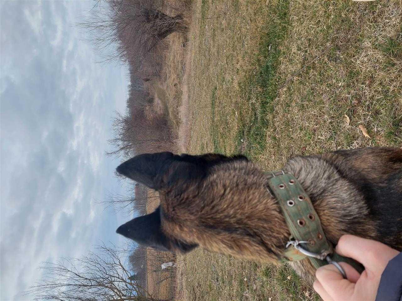 Malinois
