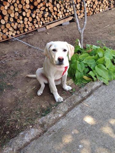 Llabrador 