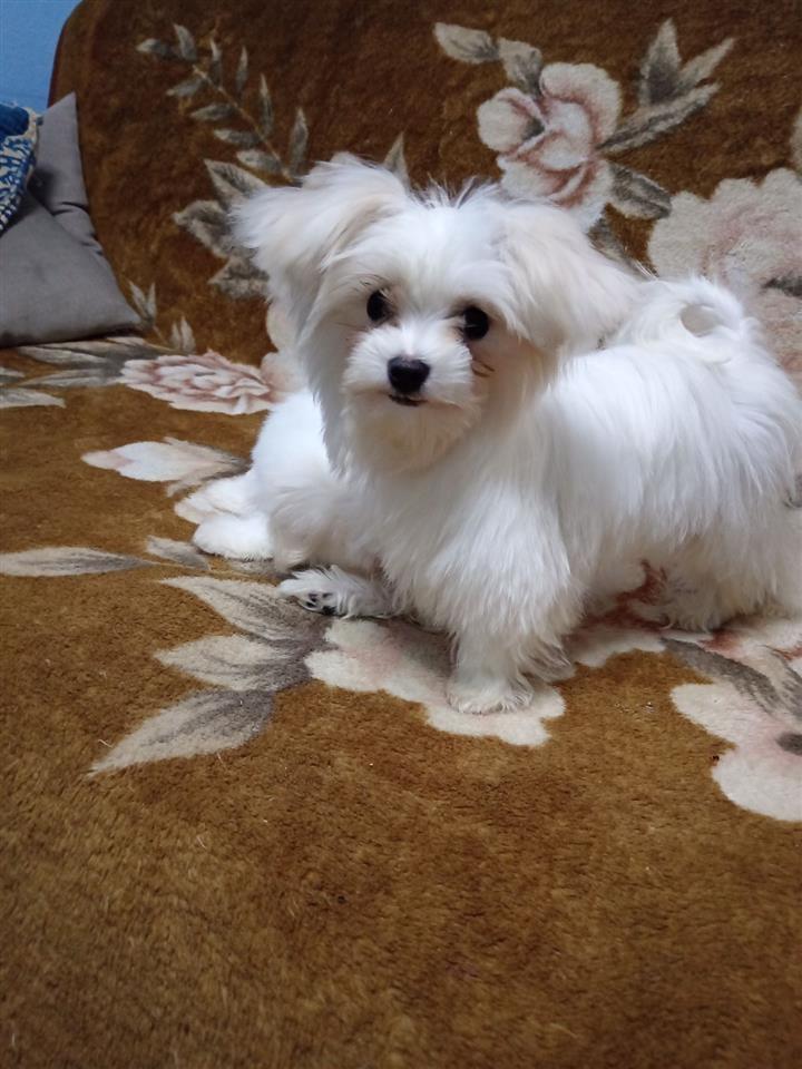 Mini-maltezer