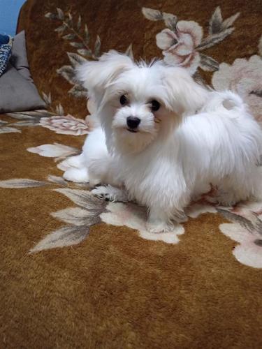 Mini maltezer