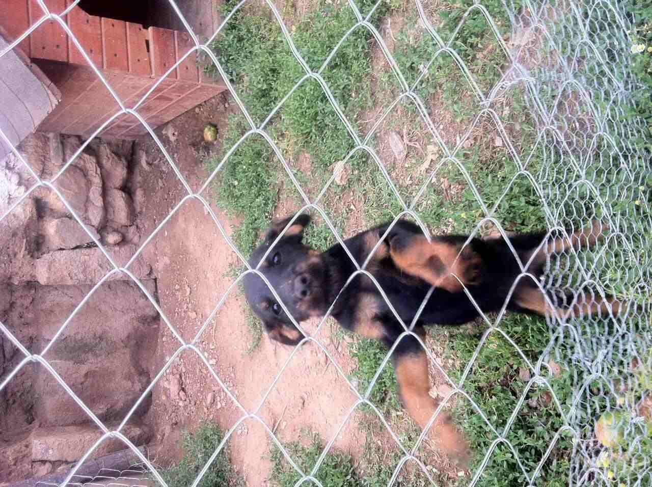 -Terrier-
