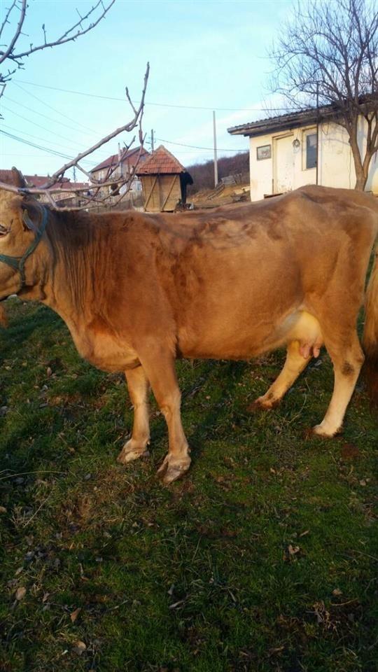 Lopa