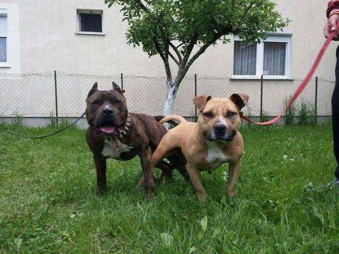 Pitbull