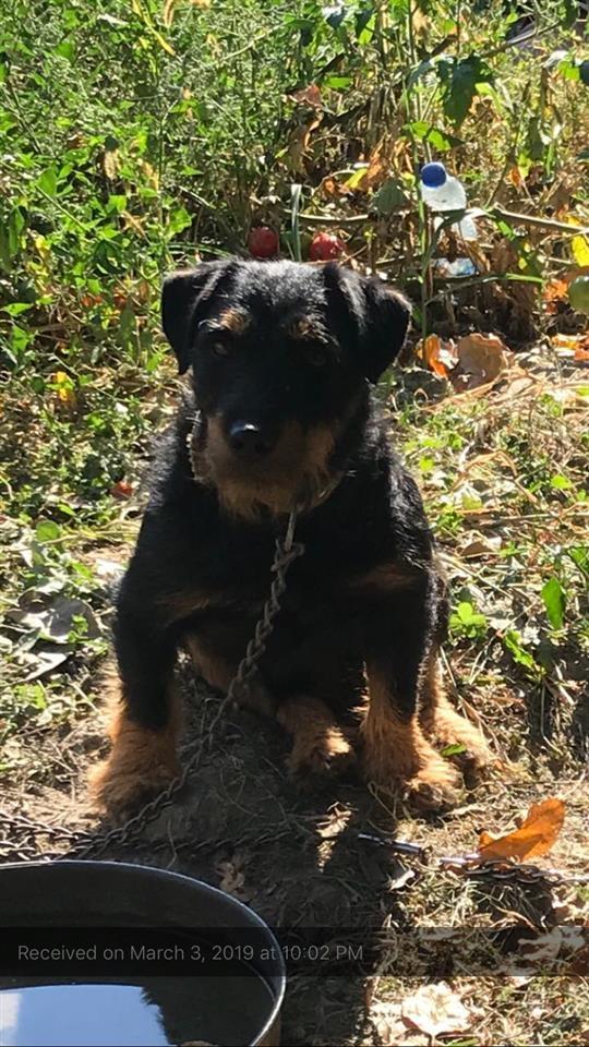 terrier
