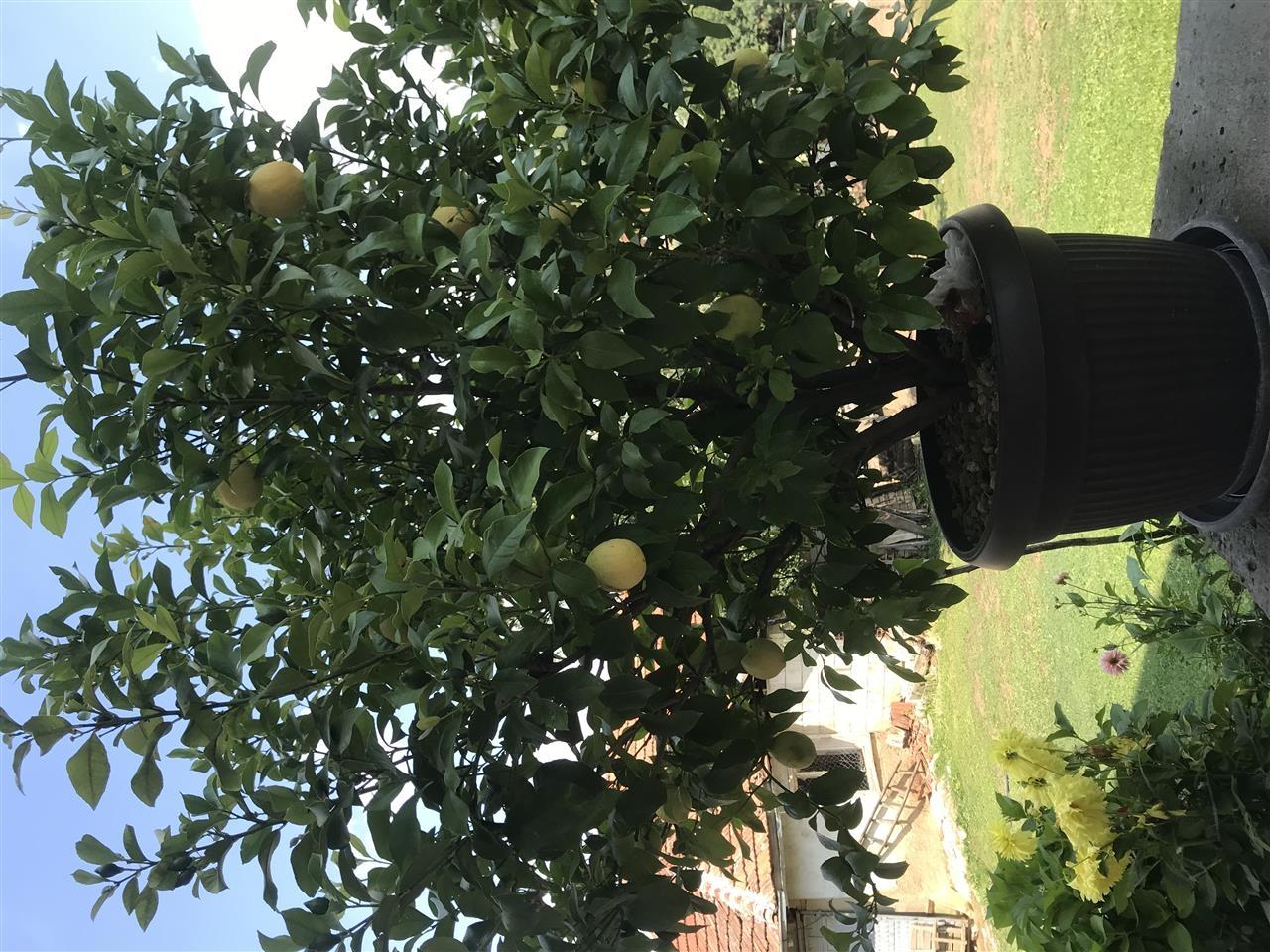 Limon