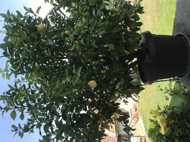 Limon
