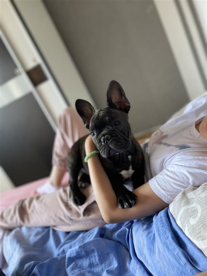 French-Bulldog-