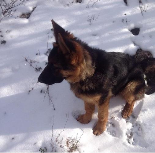 Qeni 