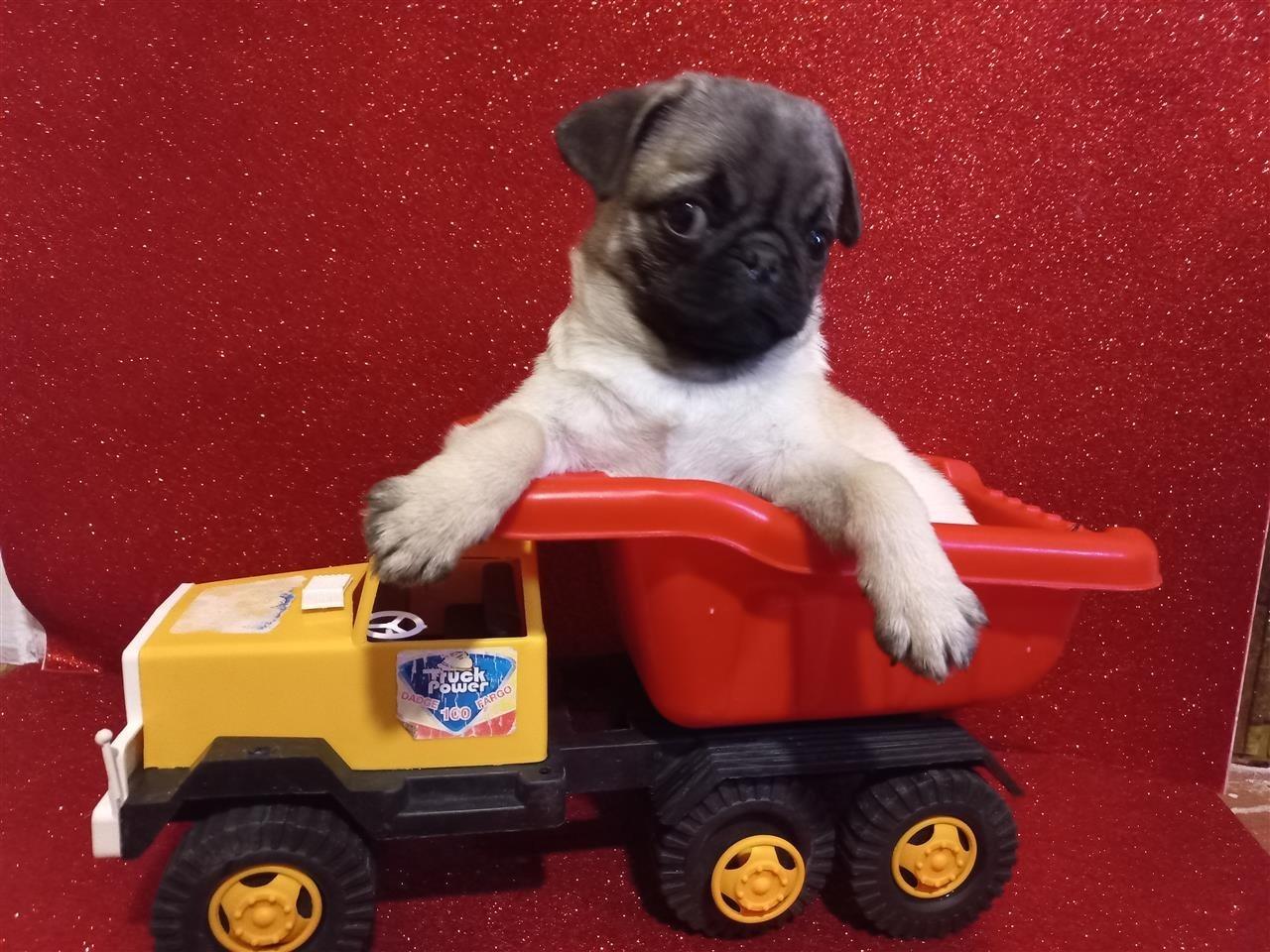 Pugg