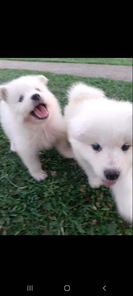 Samoyeda