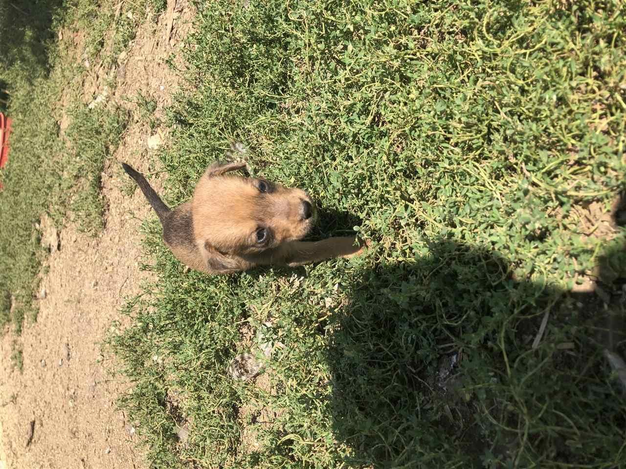Terrier-