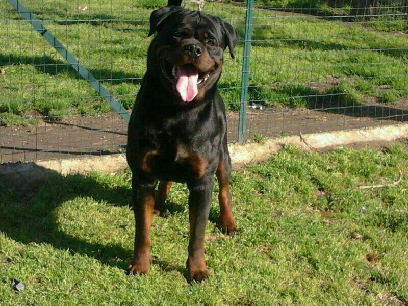 Rottweiler