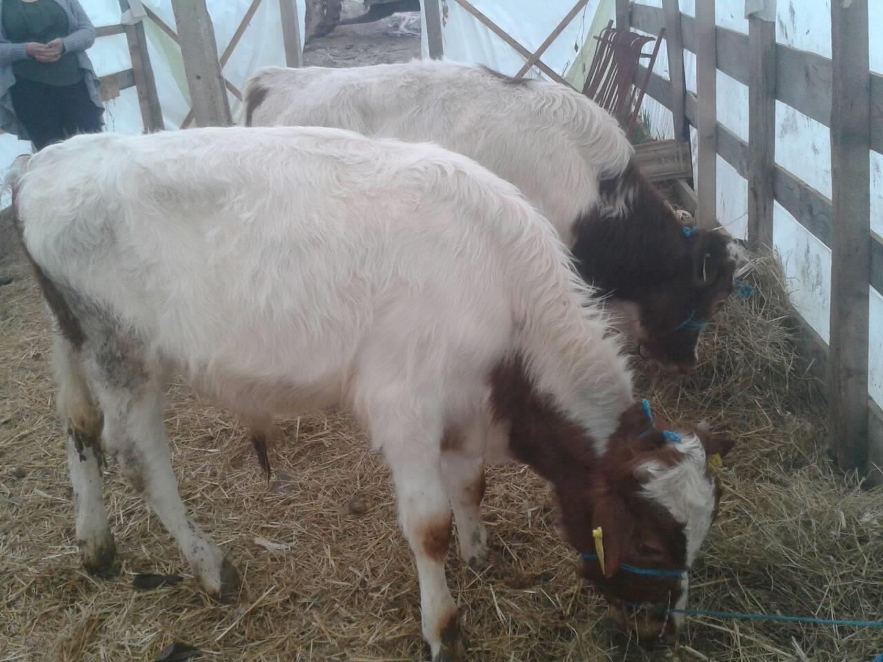 Kafsh-te-fermes