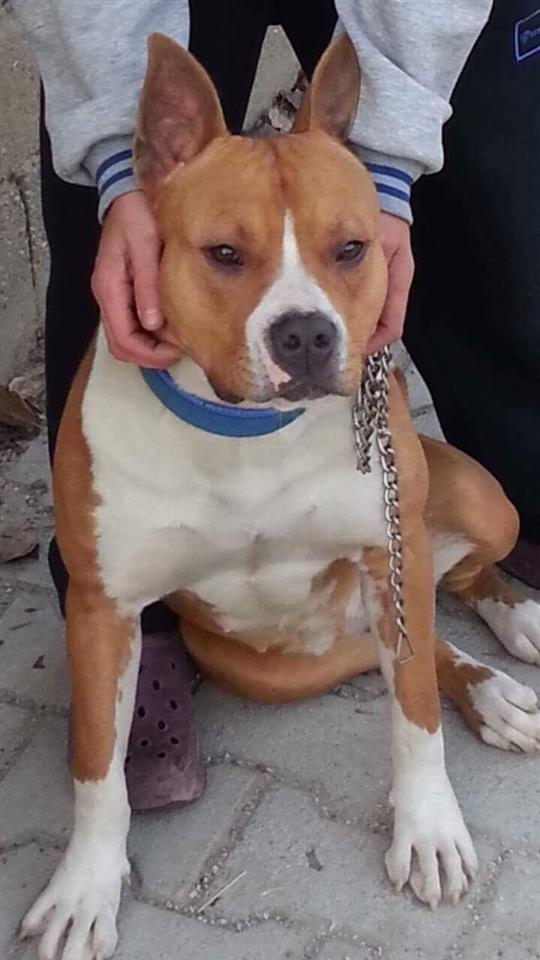 Pitbull