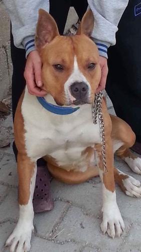 Pitbull