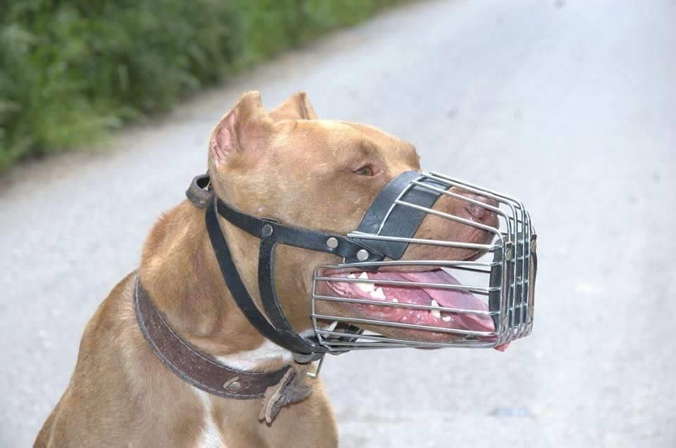 Pitbull-Rednose-