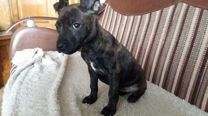 Pit Bull