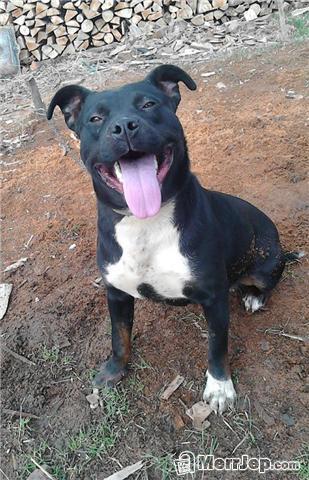 Pitbull-