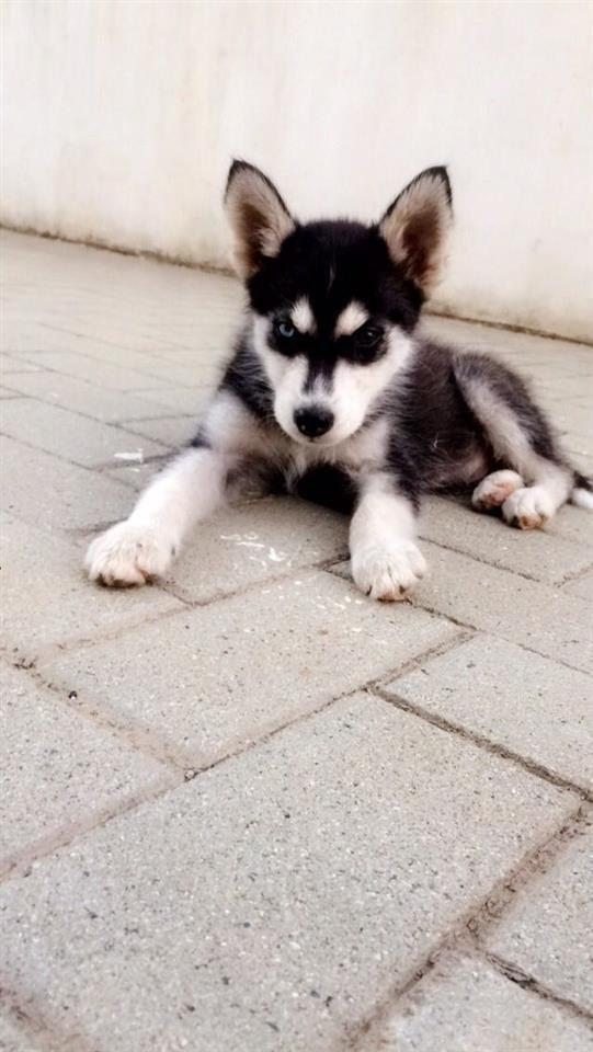 Hasky-original-