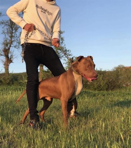 Shitet Pitbull