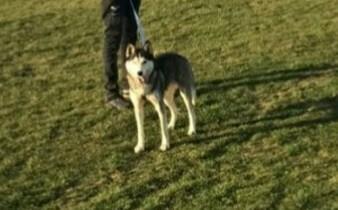 Hasky