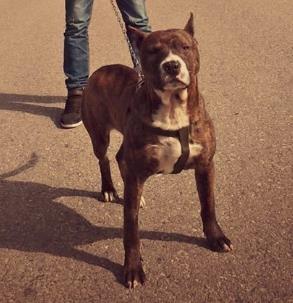 Pitbull