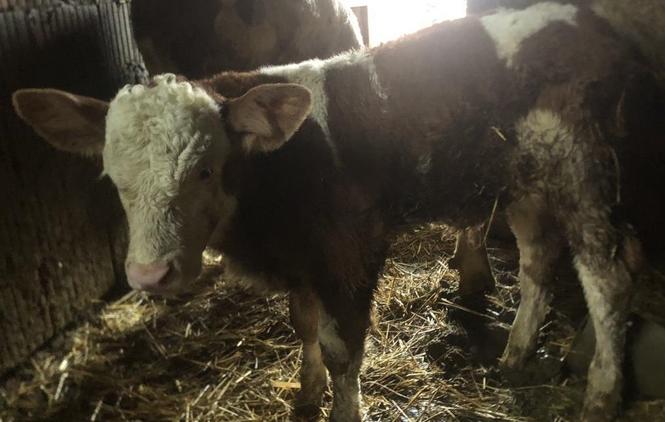 Shitet viqi mashkull