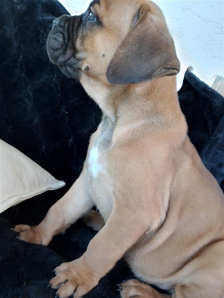 Cane-Corso-