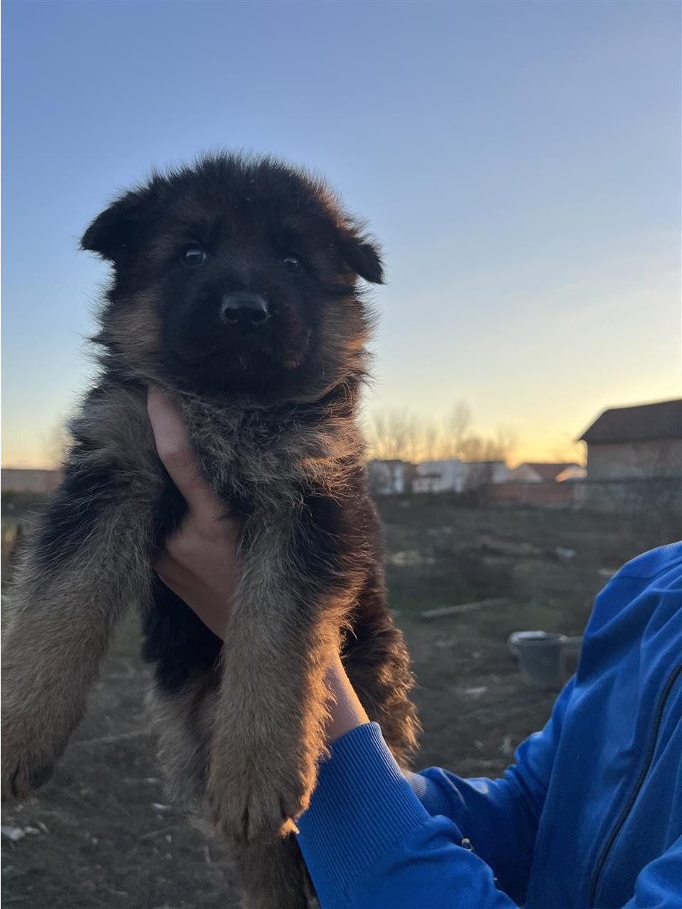 German-Shepherd-Dog