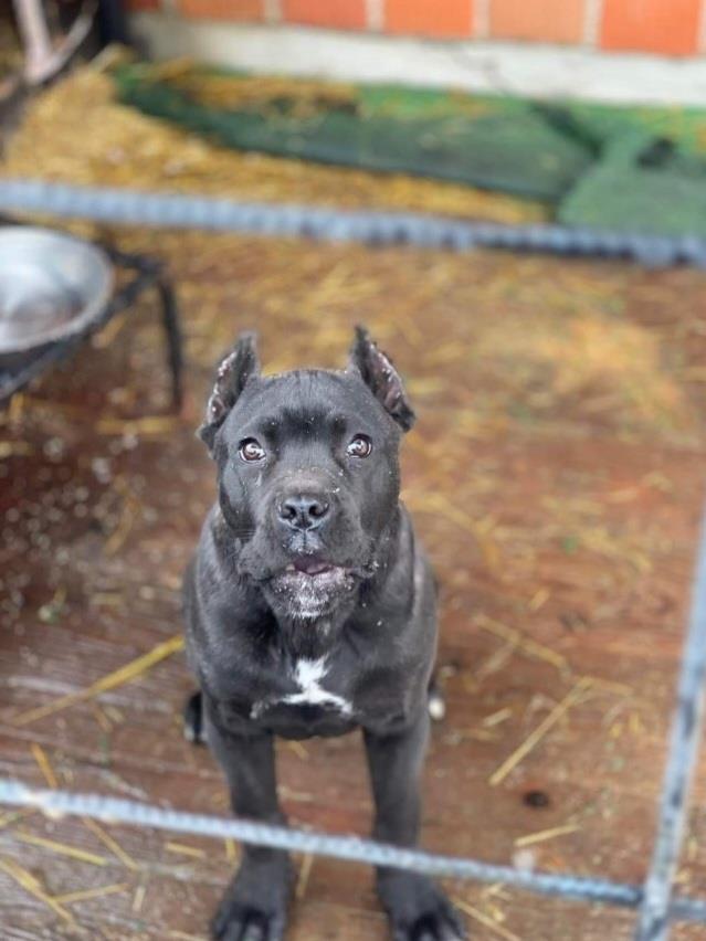 Cane-Corso