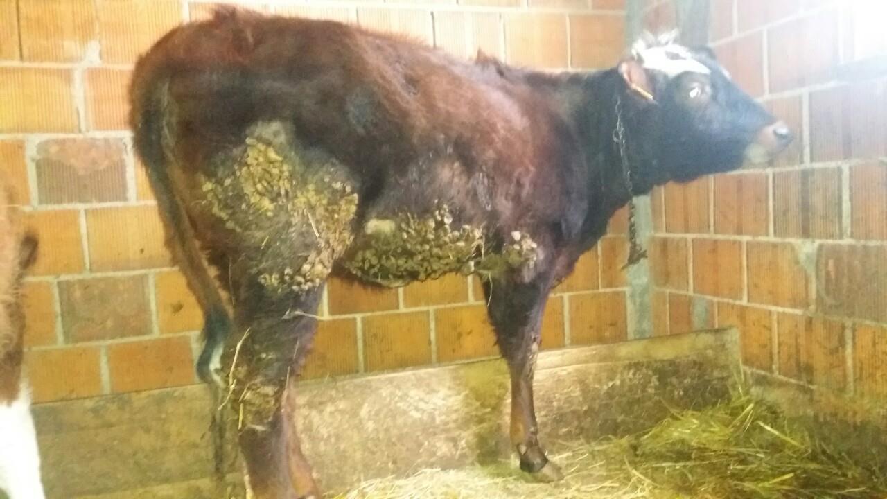 Shitet-mshtjerra