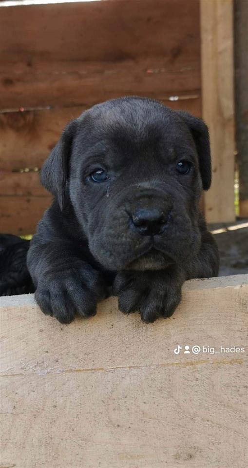 Cane-corso