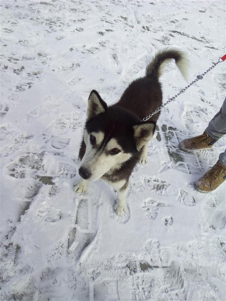 Haski