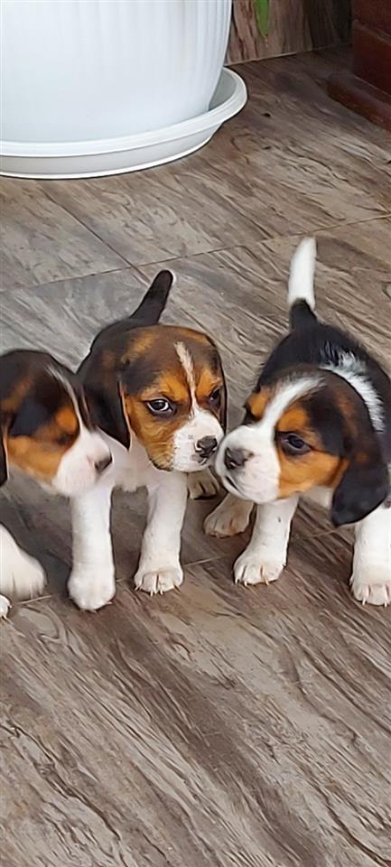Beagle