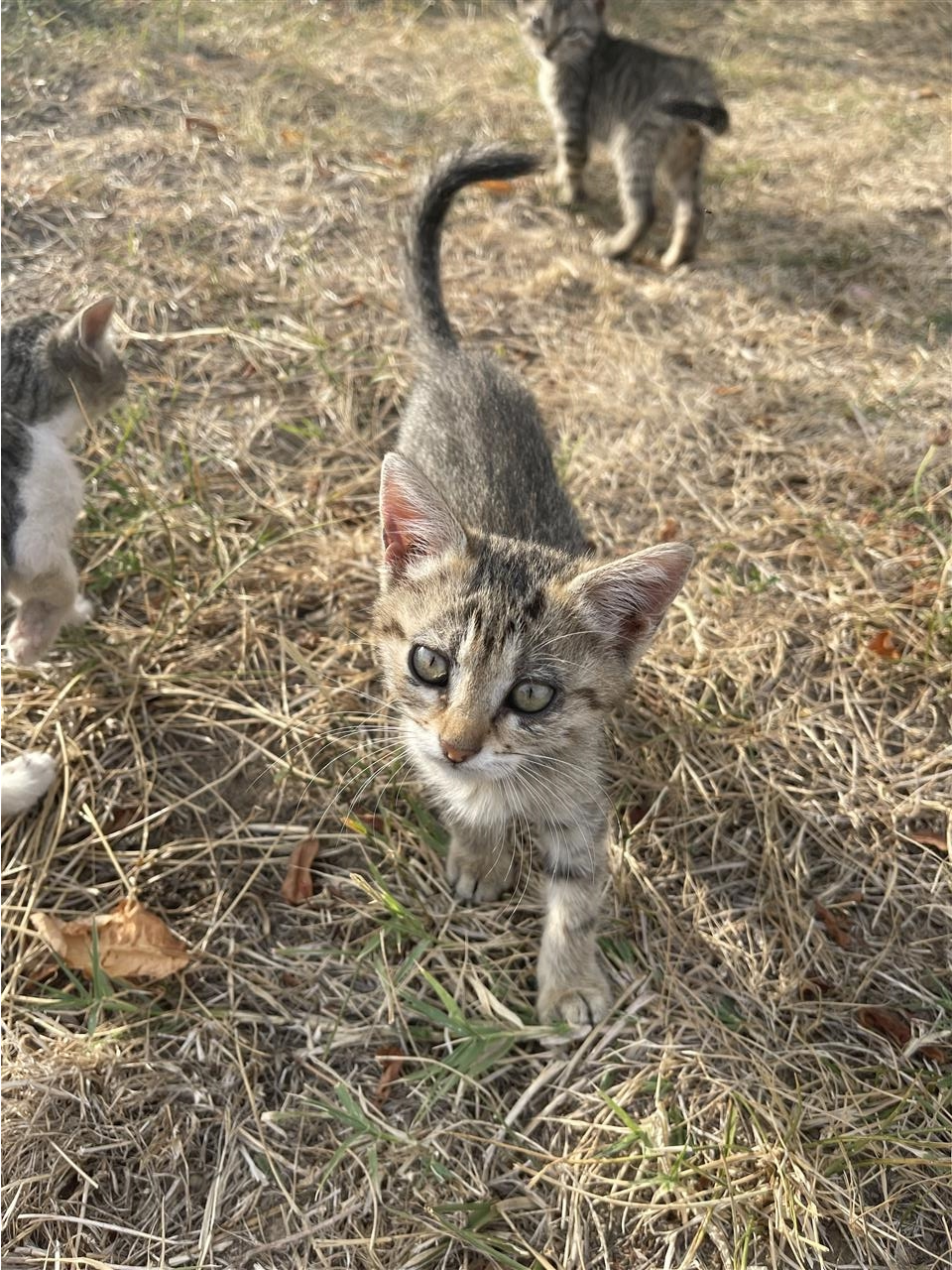 Adoptim-kotelesh-