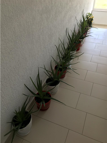 Lule Aloe Vera