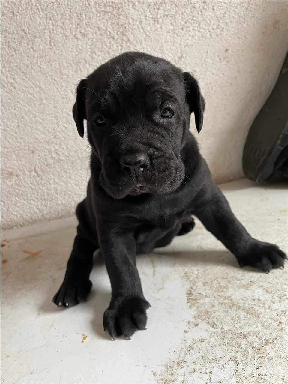 Cane-corso-